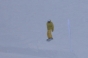 , Boss des Bosses 2007 - Courchevel Enquirer
